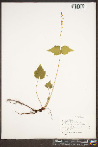 Mitella diphylla image