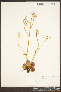 Saxifraga michauxii image