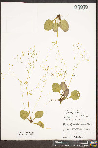 Saxifraga caroliniana image