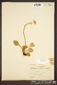 Micranthes virginiensis image