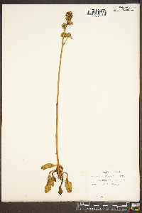 Micranthes rhomboidea image