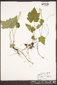 Tiarella cordifolia image