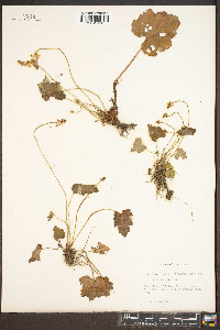 Tiarella cordifolia image