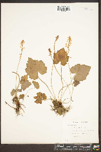 Tiarella cordifolia image