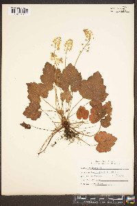 Tiarella cordifolia image