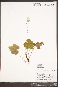 Tiarella cordifolia image
