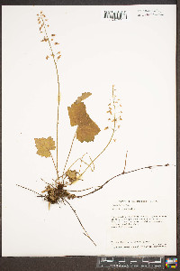 Tiarella cordifolia image
