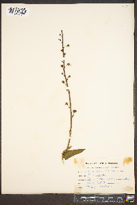 Verbascum blattaria image