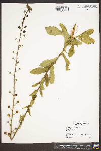 Verbascum blattaria image