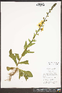 Verbascum blattaria image