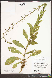 Verbascum blattaria image