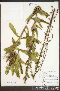 Verbascum blattaria image