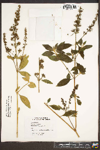 Buddleja lindleyana image