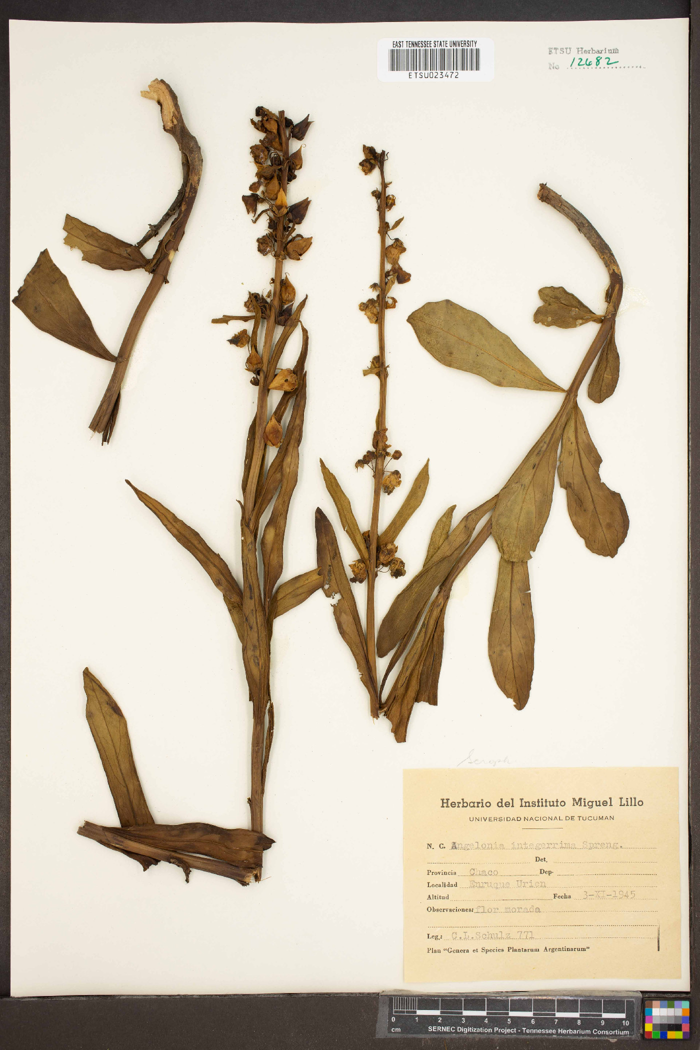 Angelonia integerrima image