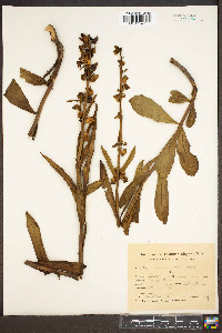 Angelonia integerrima image