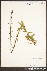 Verbascum blattaria image