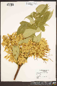 Ailanthus altissima image