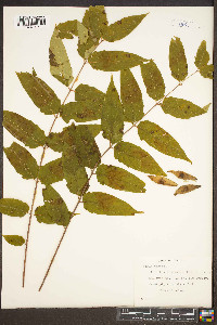 Ailanthus altissima image