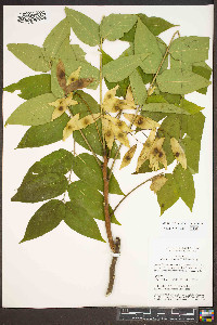 Ailanthus altissima image