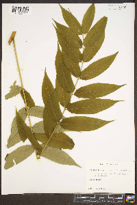 Ailanthus altissima image