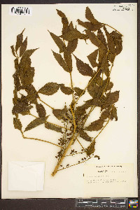 Brucea javanica image