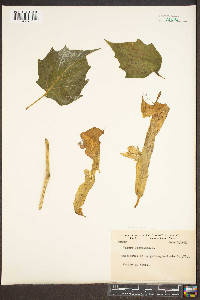 Datura innoxia image