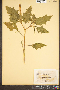 Datura stramonium image