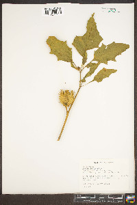 Datura stramonium image