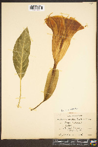 Datura suaveolens image