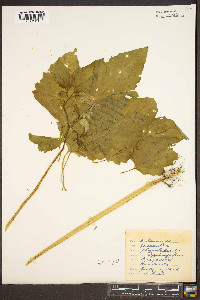 Nicandra physalodes image