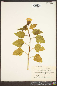 Nicandra physalodes image