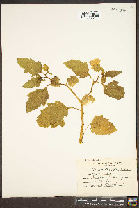 Nicandra physalodes image