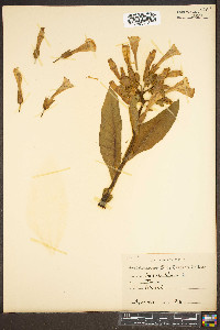 Nicotiana tabacum image