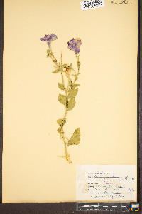 Petunia axillaris image