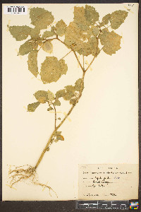 Physalis angulata image