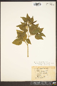 Physalis longifolia image