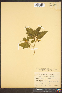 Physalis longifolia var. subglabrata image