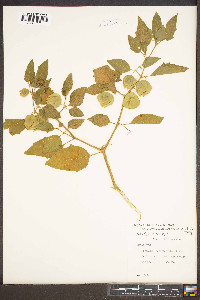 Physalis longifolia image