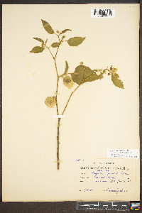 Physalis longifolia image