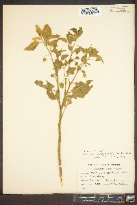 Physalis longifolia image