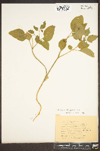 Physalis virginiana image