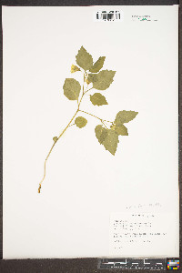 Physalis virginiana image