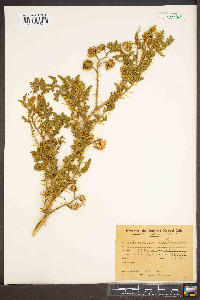 Solanum sisymbriifolium image