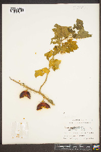 Solanum aculeatissimum image