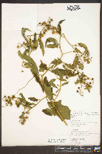 Solanum carolinense var. carolinense image