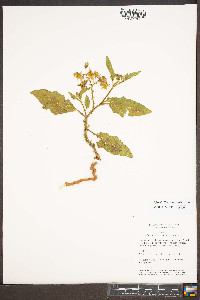 Solanum carolinense var. carolinense image