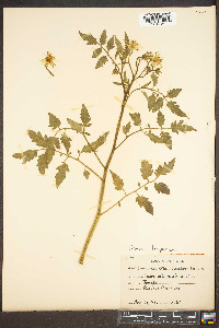 Solanum lycopersicum image