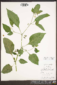 Solanum ptychanthum image