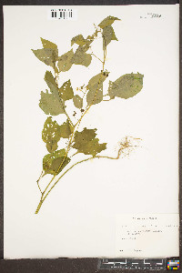 Solanum americanum image