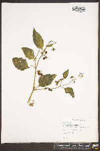 Solanum americanum image